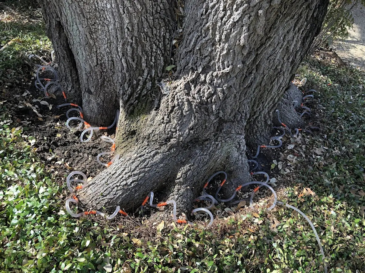 Detailed Tree Cabling and Bracing job site in Chase City