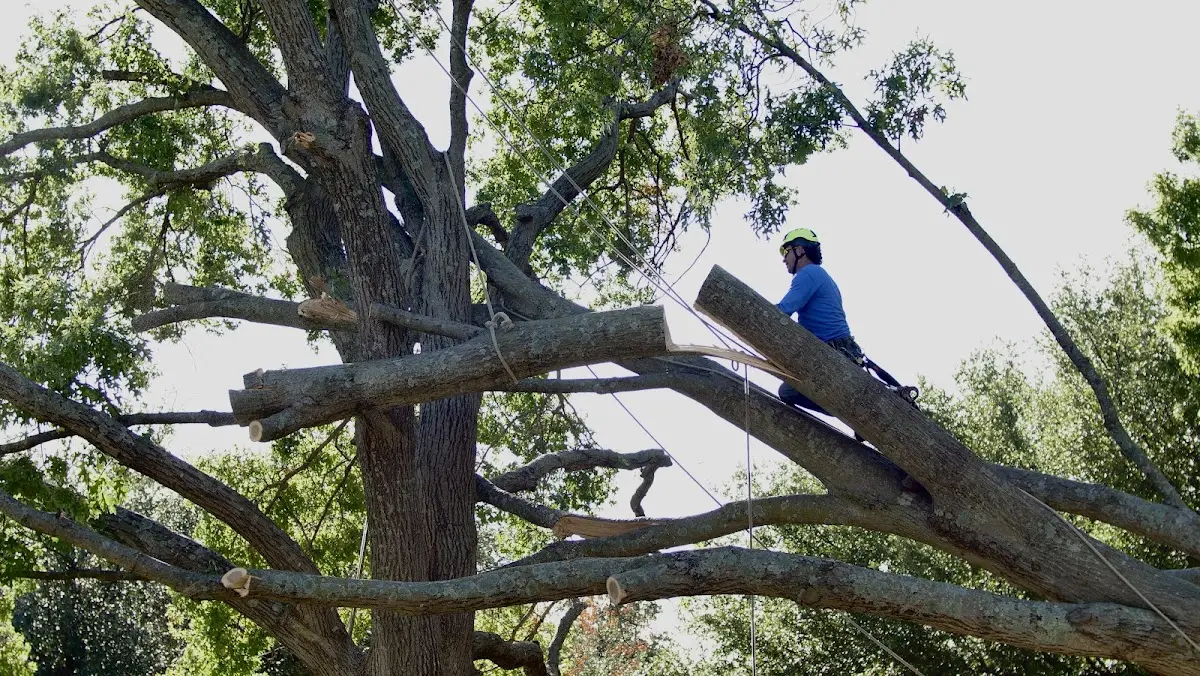 Professional Hazardous Tree Removal performed by certified arborists in Chase City