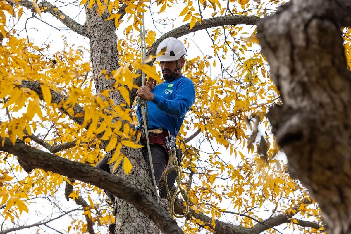 Skilled Tree Transplanting crew working in Chase City